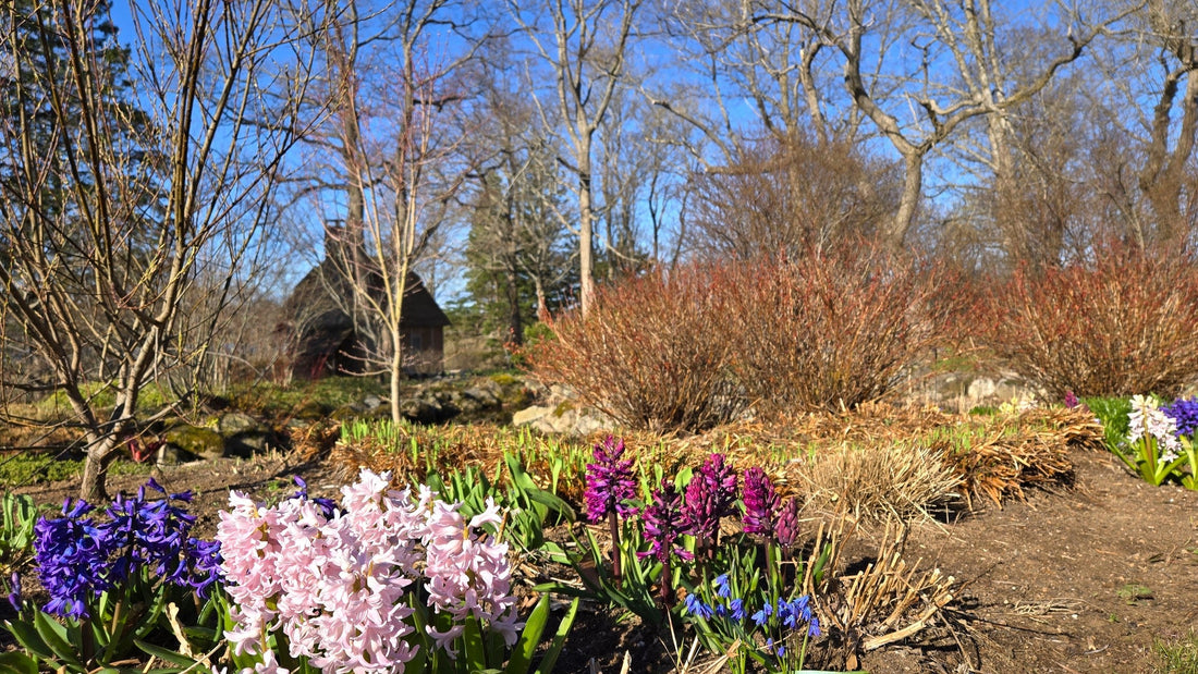 Bloom Report - April 26, 2025