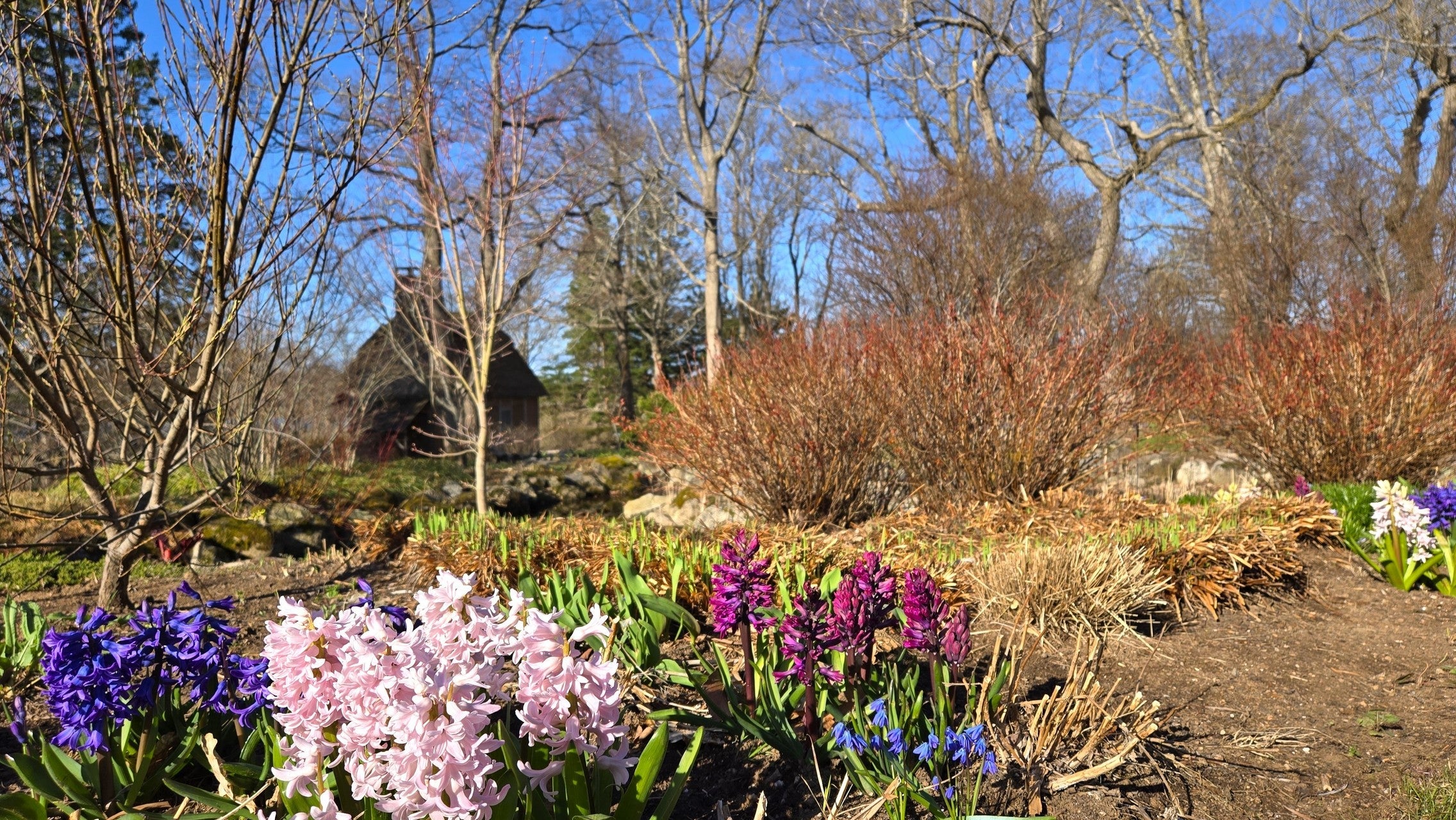 Bloom Report - April 26, 2025