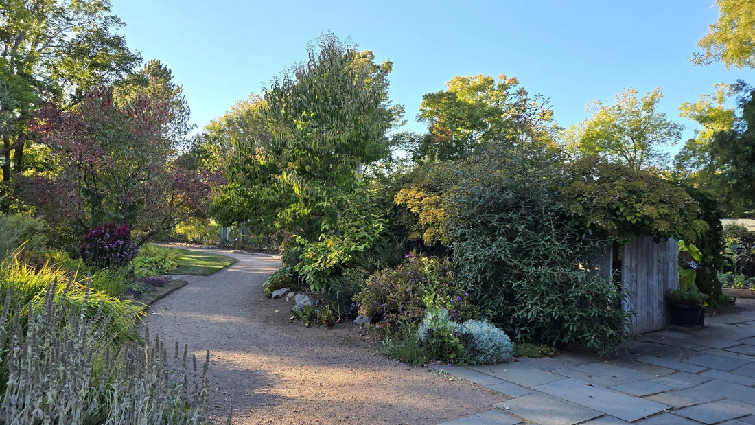 Special October Trees