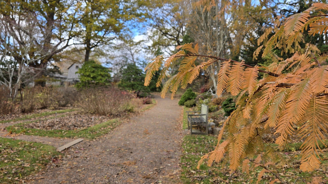 A Living Fossil – the Dawn Redwood