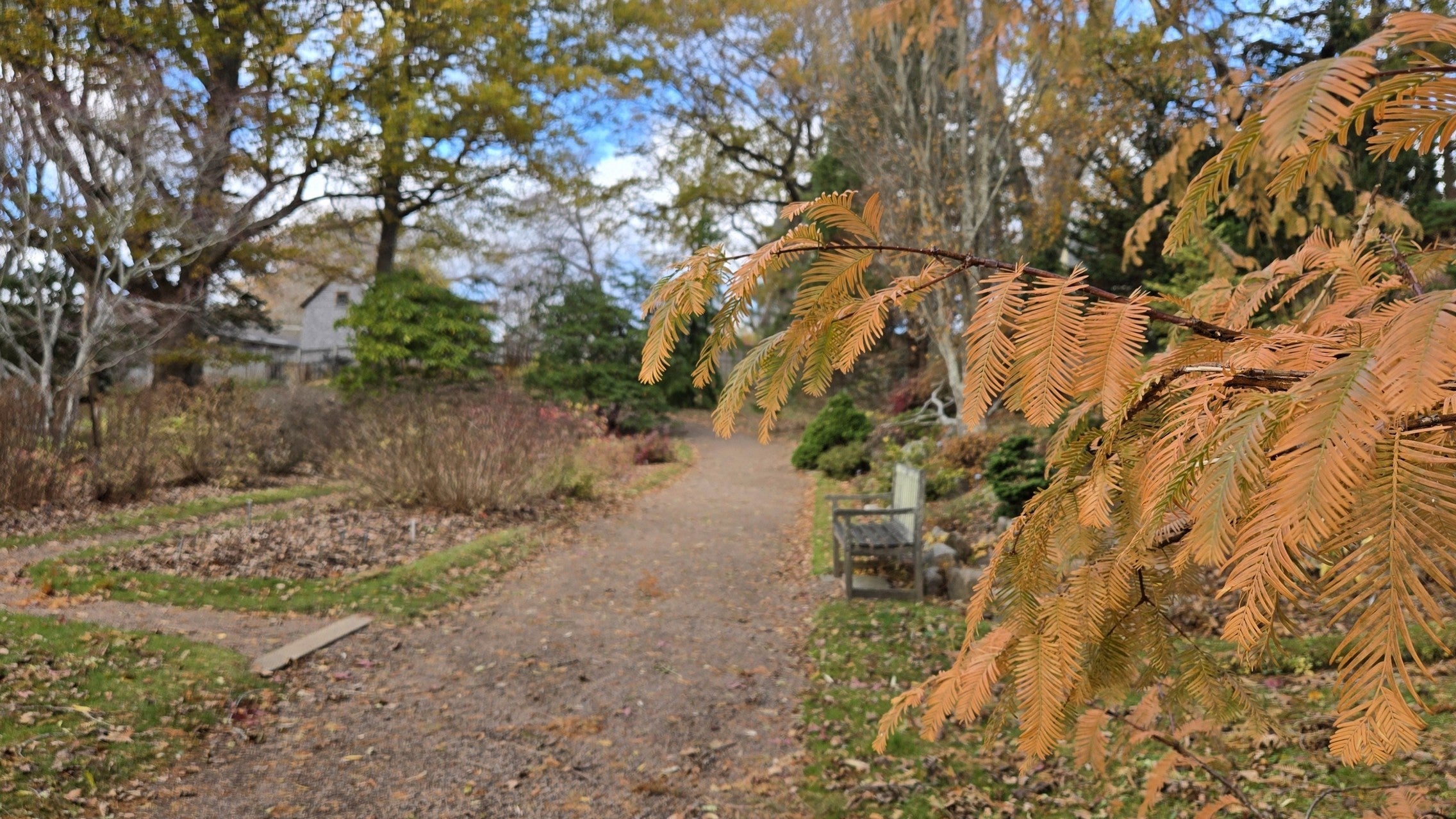 A Living Fossil – the Dawn Redwood