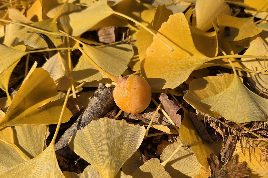 Ginkgo News - It's a Girl!