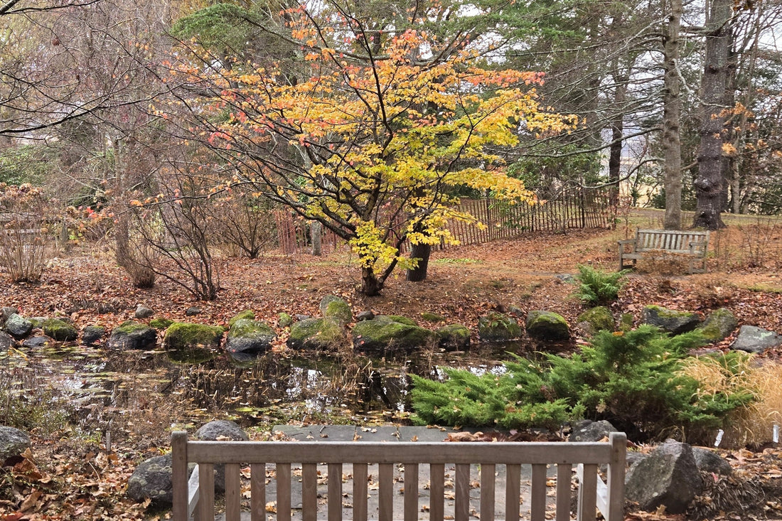 Bloom Report - November 28, 2025
