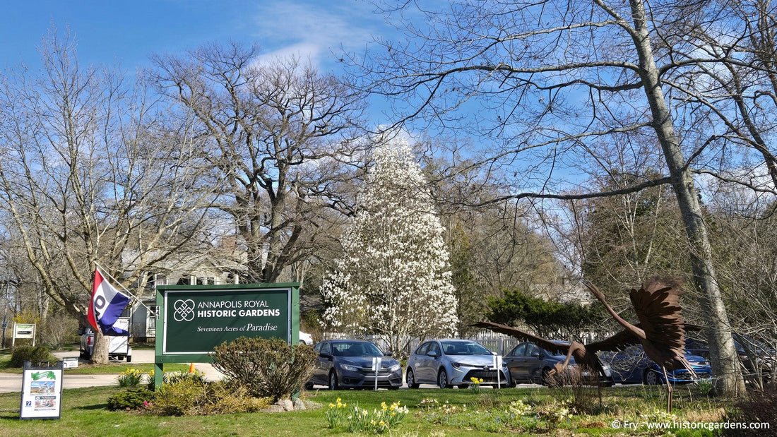 Bloom Report - Opening Weekend & Blossoms
