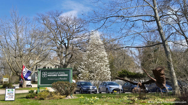 Bloom Report - Opening Weekend & Blossoms