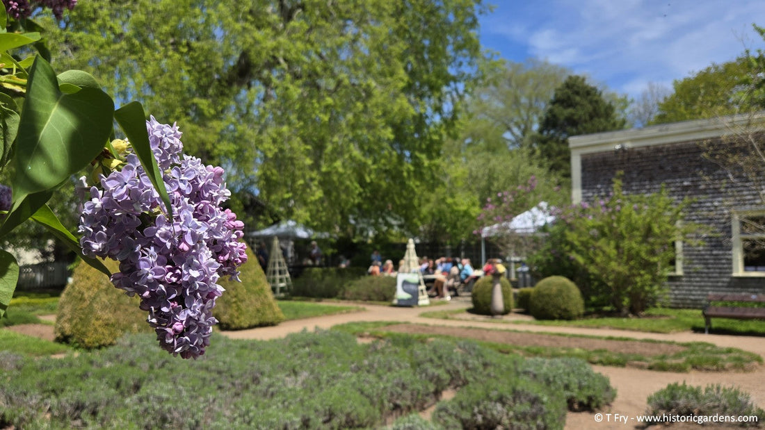 Elm Tree Cafe opens for the Season!