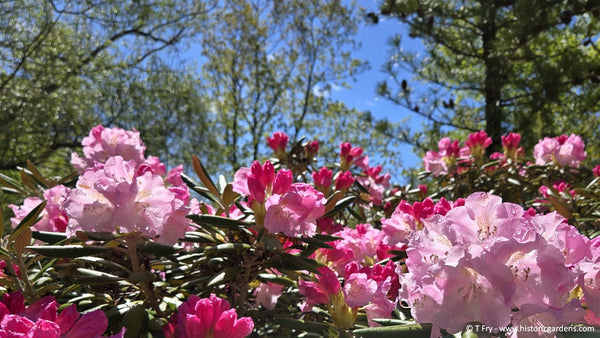 Bloom Report - May 29, 2026