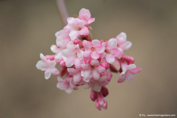 Bloom Report - April Showers