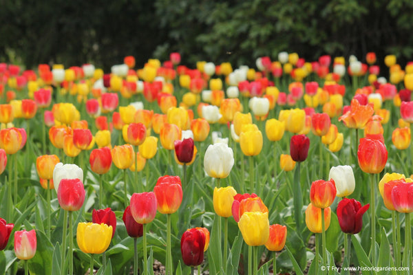Bloom Report - Mid May Magic