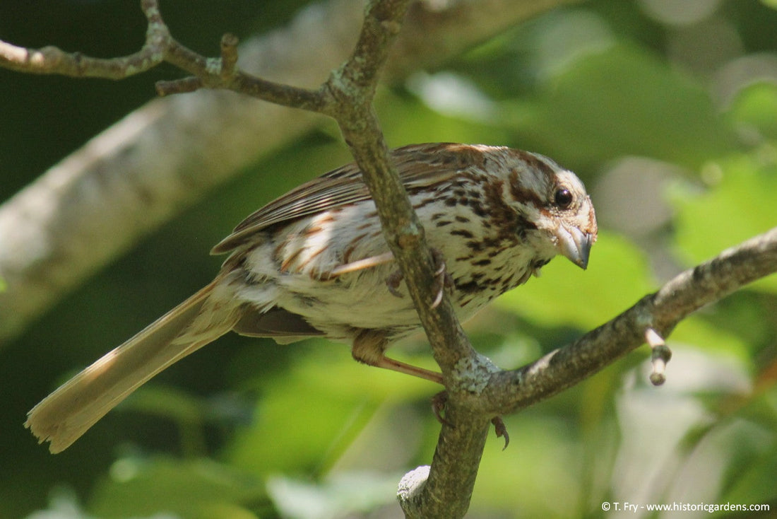 Birding in the Gardens