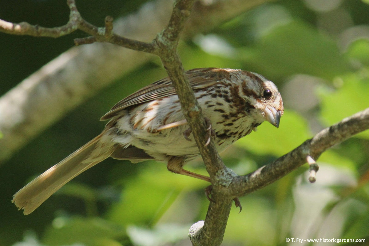 Birding in the Gardens