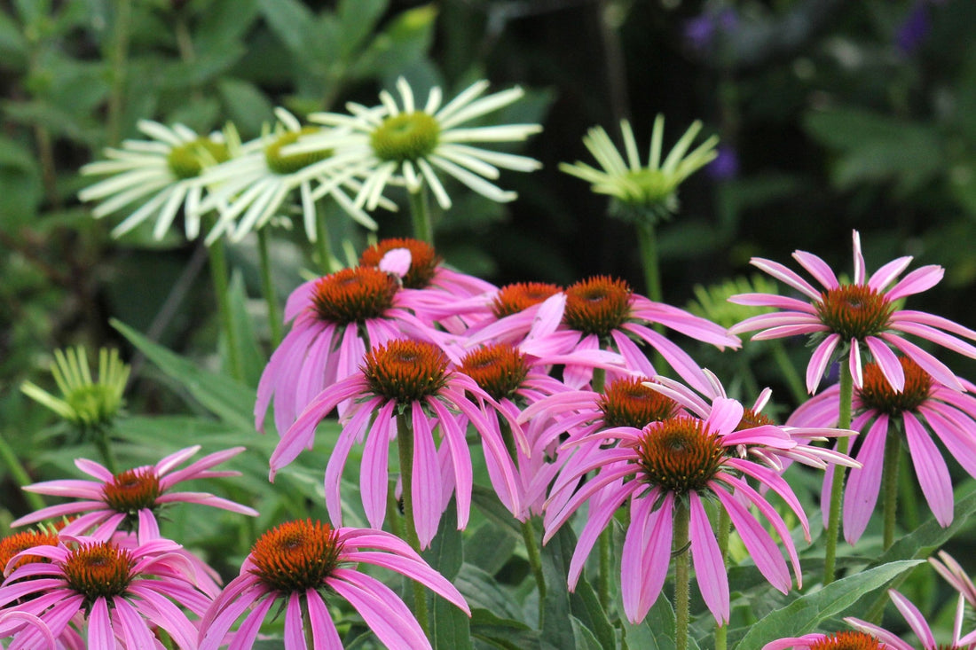 Bloom Report - August 1, 2025