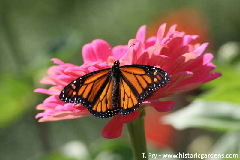 >> Donations to the Gardens