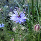 Hope Seeds - Flowers