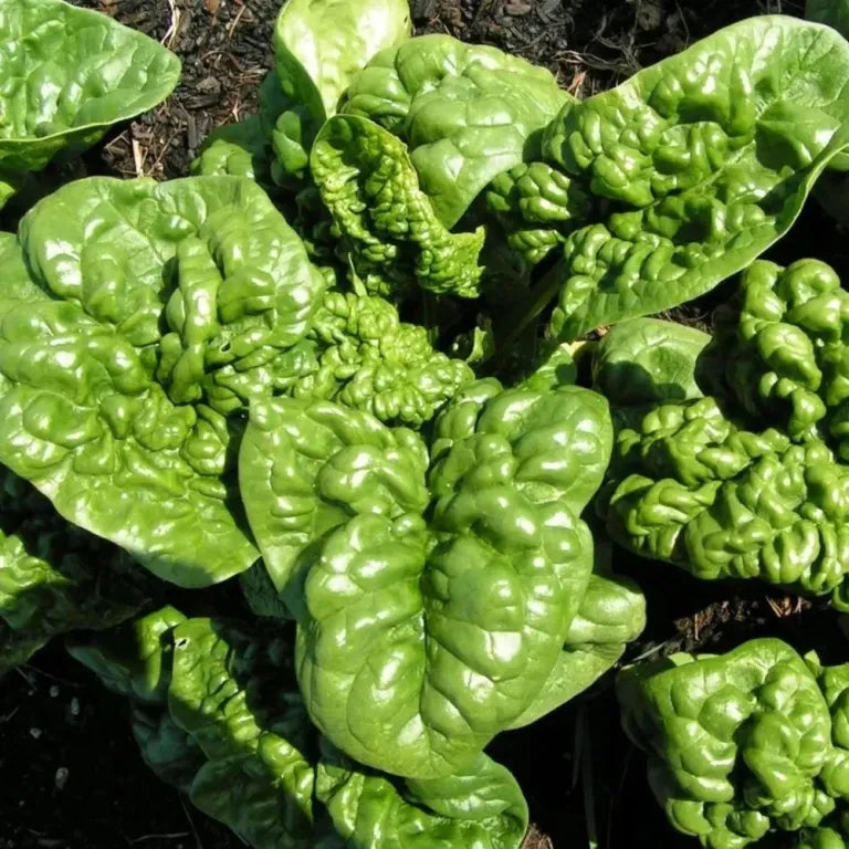 Hope Seeds - Vegetables