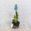 Chaba's Clay Flowers - Blue Hyacinth