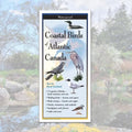 Folding Guide - Coastal Birds of Atlantic Canada