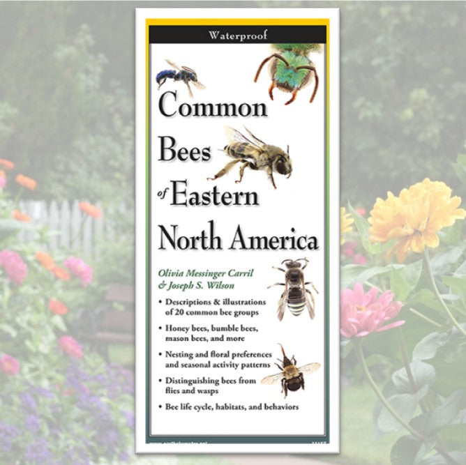 Folding Guide - Common Bees of Eastern North America