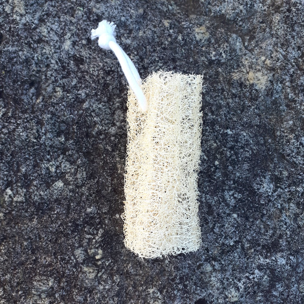 Annapolis Valley Luffa - 5