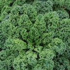 Hope Seeds - Vegetables