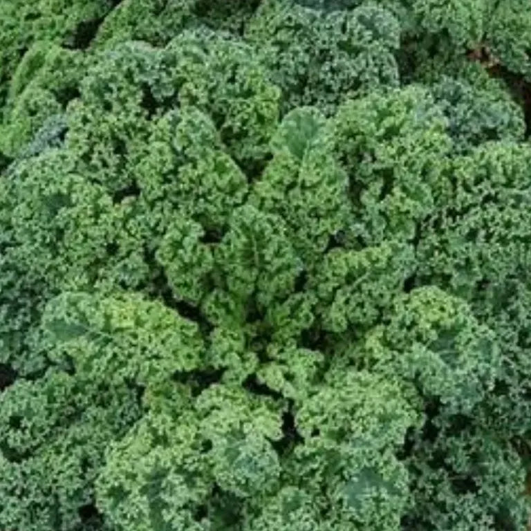 Hope Seeds - Vegetables