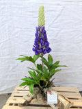 Chaba's Clay Flowers - Lupin on Driftwood