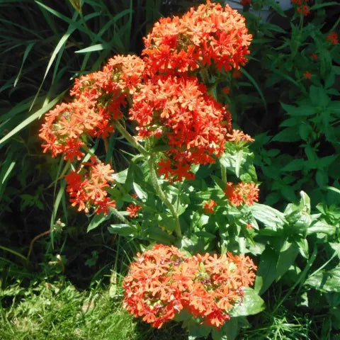 Hope Seeds - Flowers