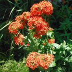 Hope Seeds - Flowers