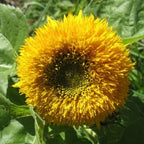 Hope Seeds - Flowers