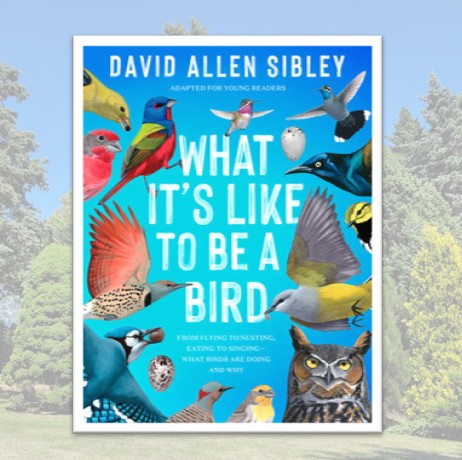What It's Like to Be a Bird (Adapted for Young Readers)
