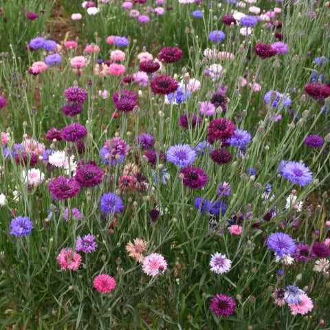 Hope Seeds - Flowers