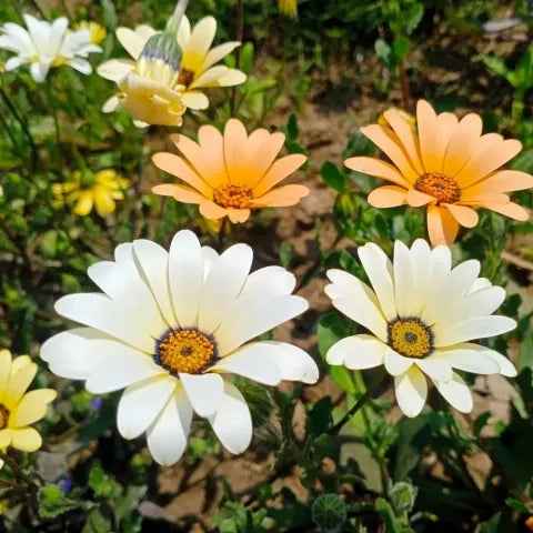 Hope Seeds - Flowers