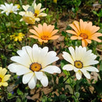 Hope Seeds - Flowers