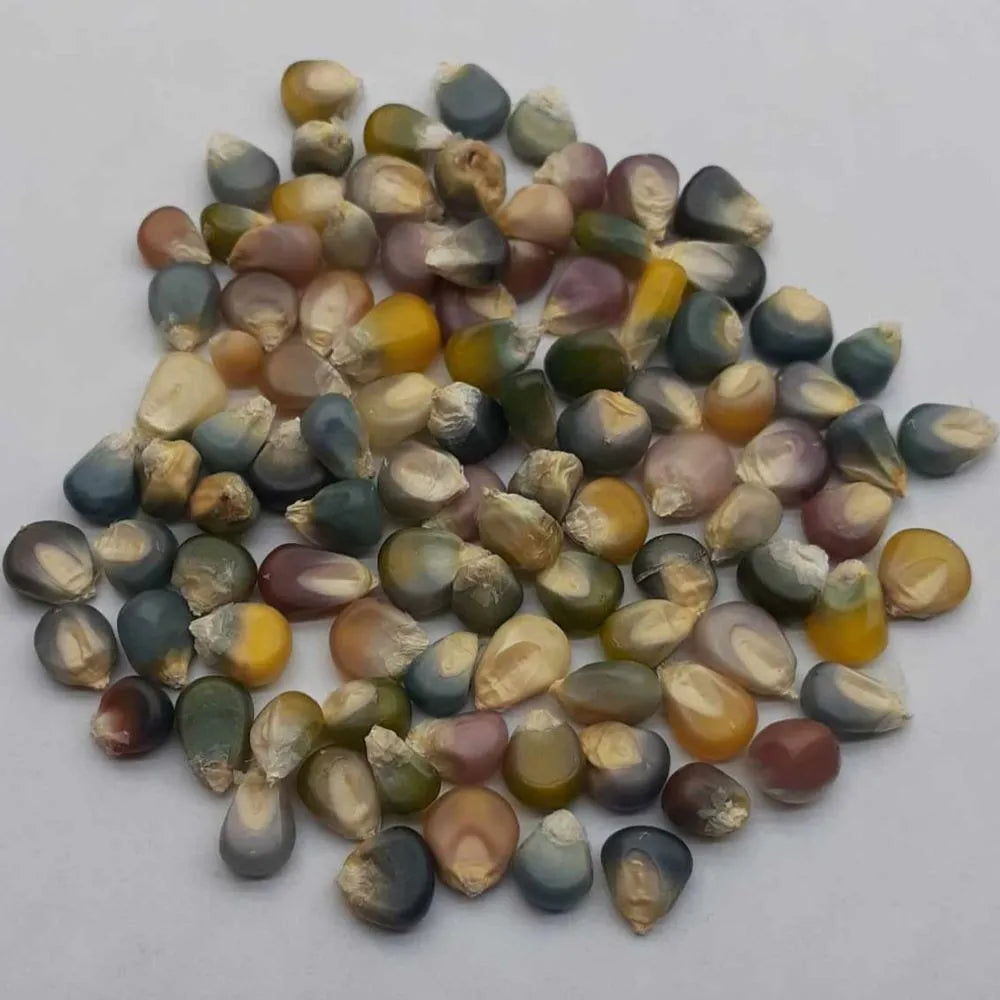 Hope Seeds - Vegetables