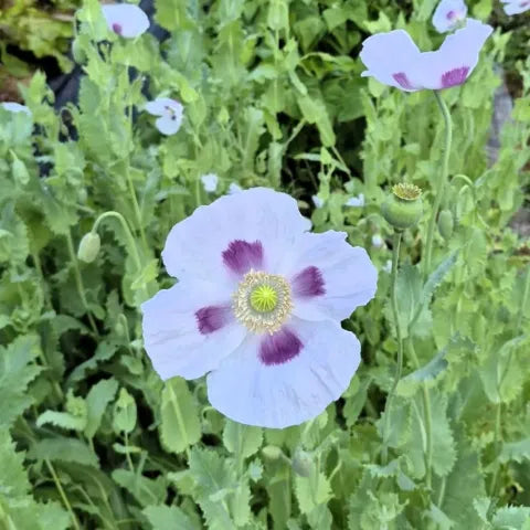 Hope Seeds - Flowers