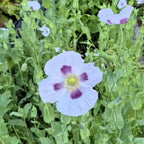 Hope Seeds - Flowers