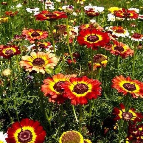 Hope Seeds - Flowers