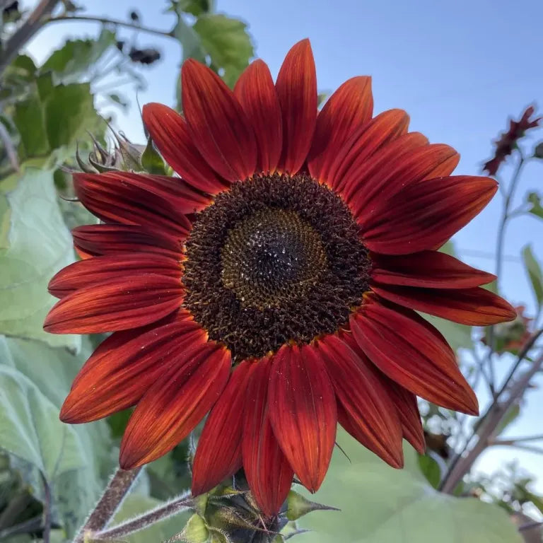 Hope Seeds - Flowers