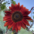 Hope Seeds - Flowers