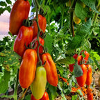 Hope Seeds - Vegetables