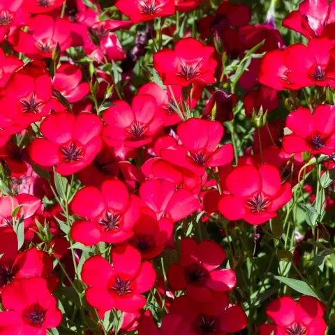 Hope Seeds - Flowers