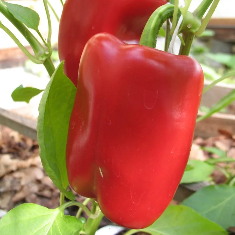 Hope Seeds - Vegetables