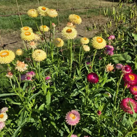 Hope Seeds - Flowers