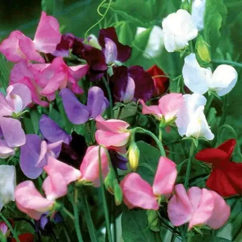 Hope Seeds - Flowers