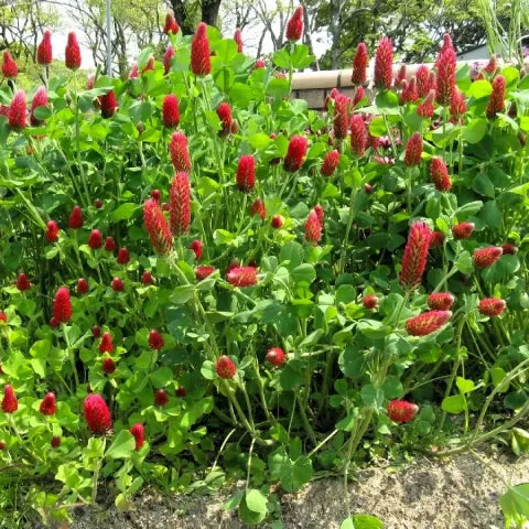 Hope Seeds - Flowers