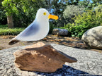 Fused Glass - Sea Gull