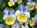Photo Cards - Gardens Scenes & Floral